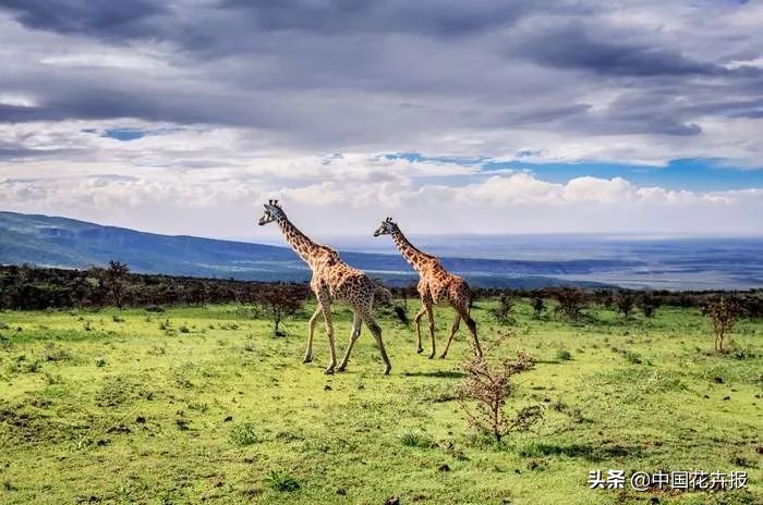从小就觉得面包树上结的是“面包”？你只差一个亲眼看看的机会
