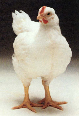 即便你经常吃，但是关于鸡你真的知道很多吗？