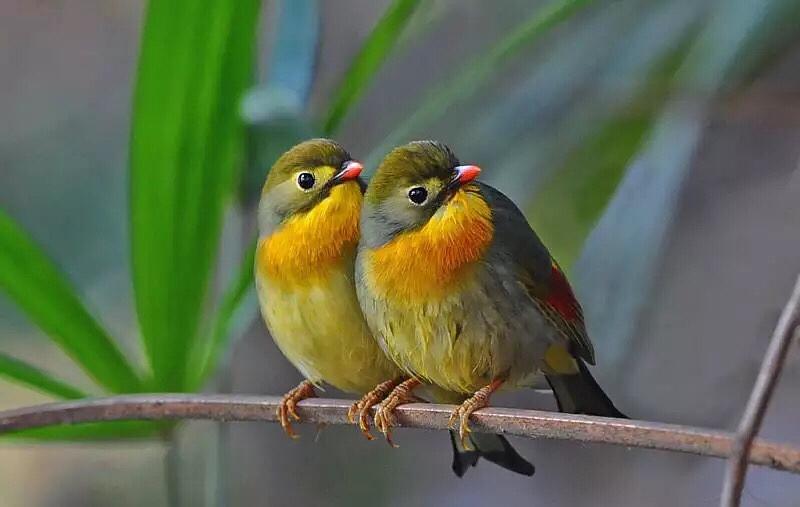 林子大了有许多鸟,林子大了有什么鸟