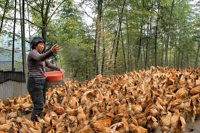 农民搞养殖创业该养殖什么挣钱呢,返乡创业养殖什么最赚钱