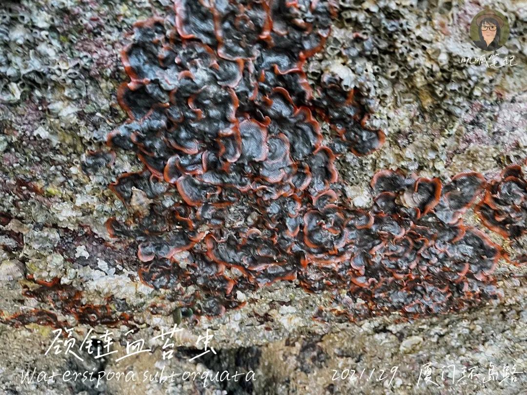 鼓浪屿赶海抓虫,鼓浪屿赶海佛手螺