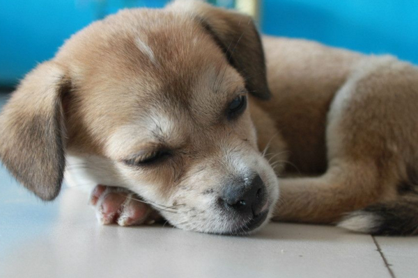 狗狗吐黄水是怎么回事怎么治疗,狗狗吐黄水是怎么回事怎么办