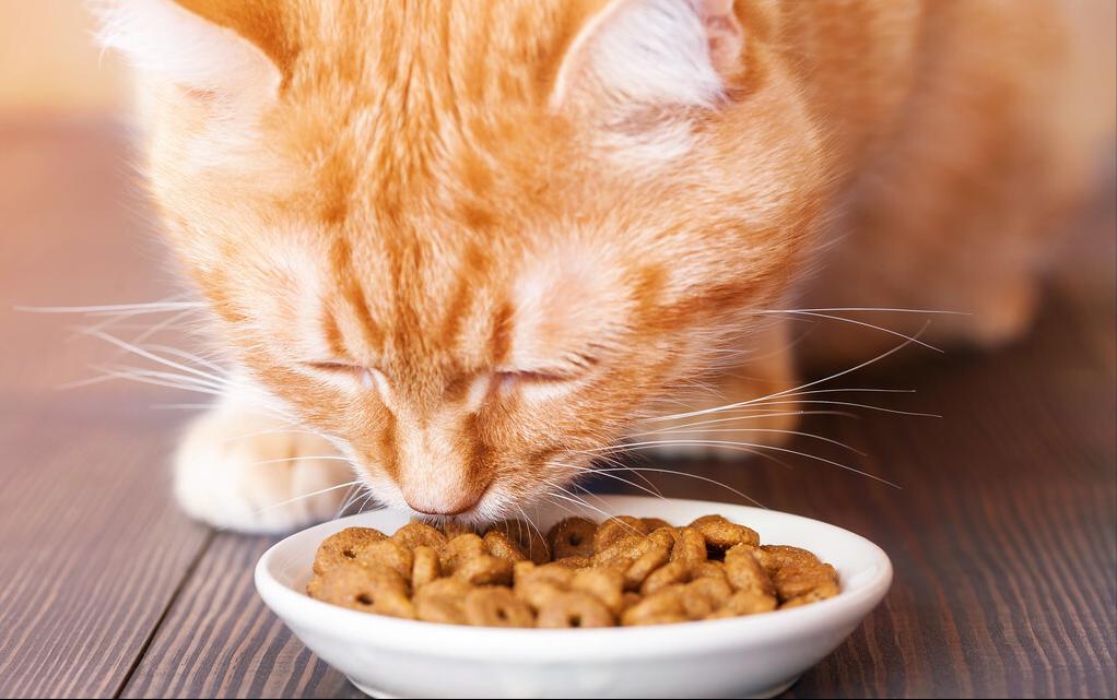猫咪吃什么猫粮好？猫粮十大品牌排行榜