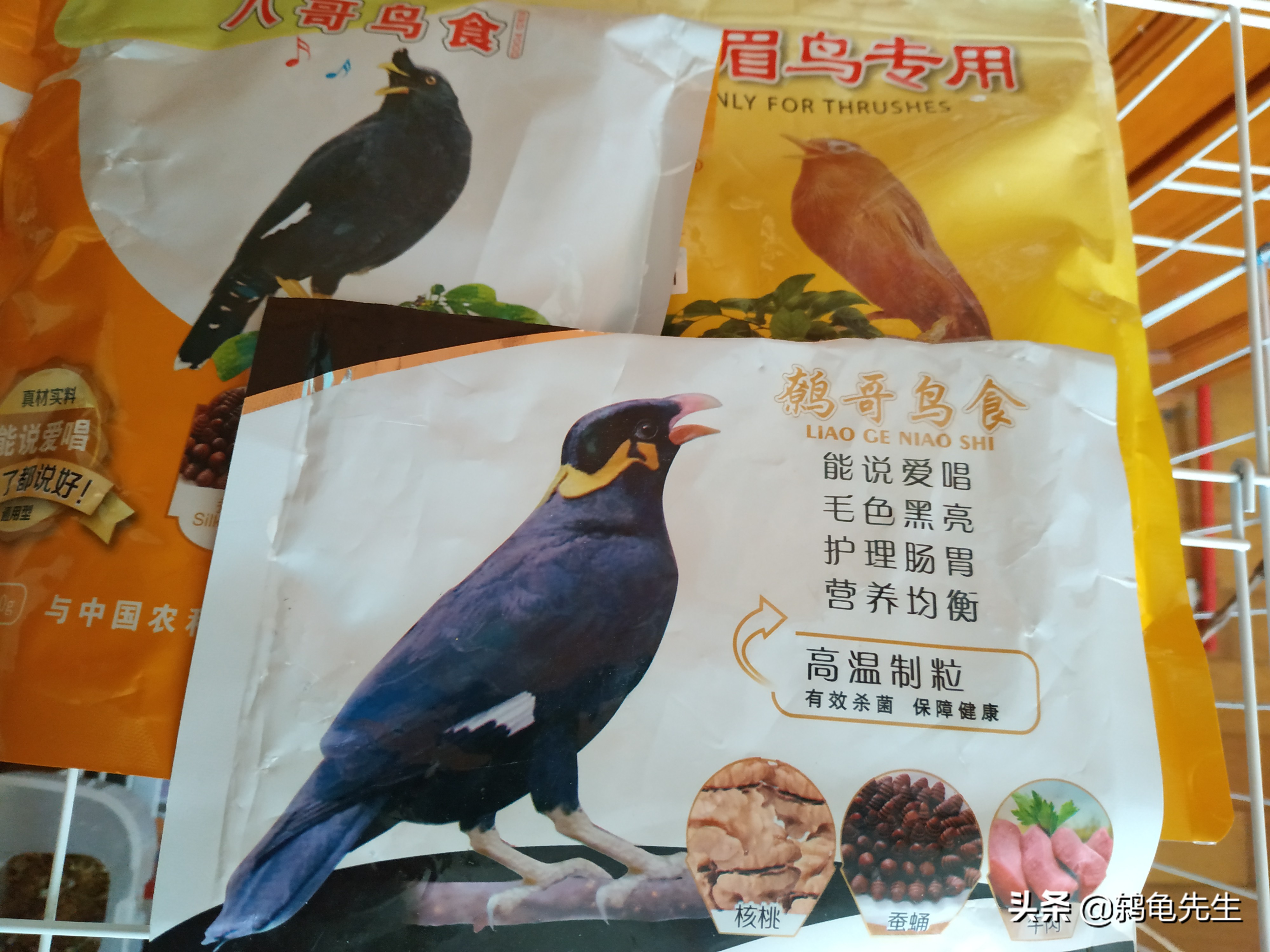 乌鸫又叫百舌鸟又称黑画眉,乌鸫鸟和百舌鸟的区别