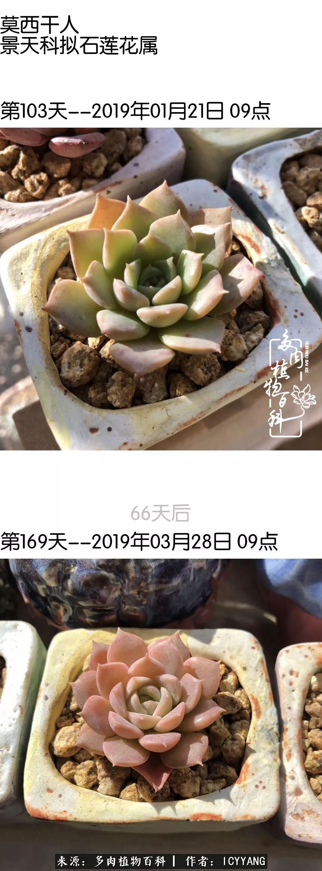 室内阳台多肉的养护方法,景天多肉养护