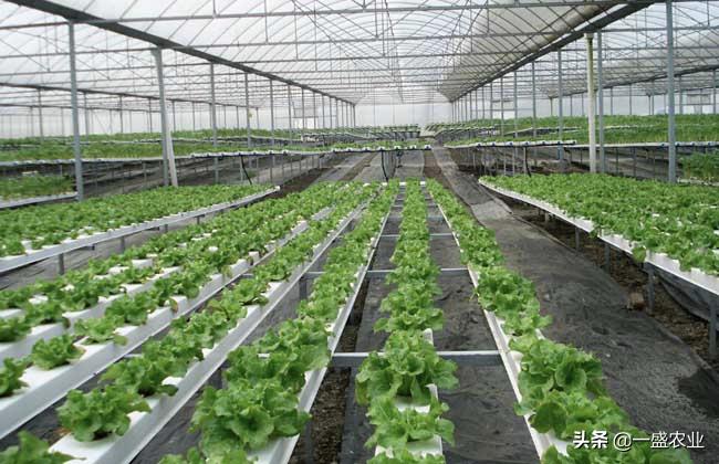 无土栽培蔬菜种植方法和技术,2022年南宁无土栽培蔬菜技术视频