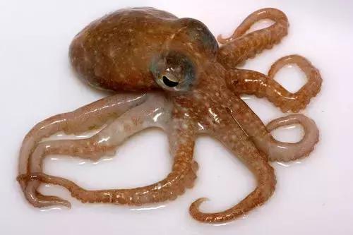 防城港怎么吃海鲜便宜不被坑,防城港干货海鲜有哪些