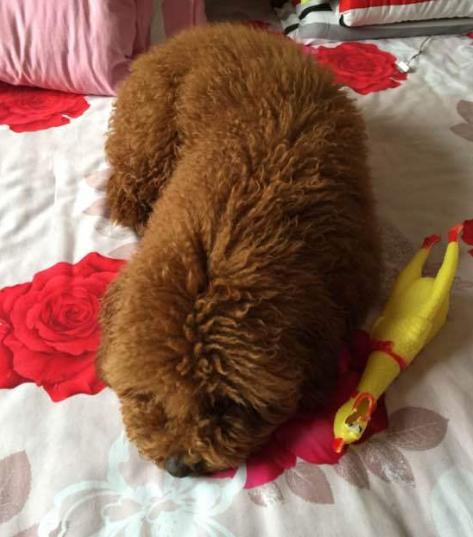 泰迪犬被误会的几个动作,泰迪犬不同的行为代表着什么意思