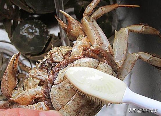 螃蟹煮熟的时候怎么处理比较干净,煮熟的螃蟹应该怎么处理才能吃