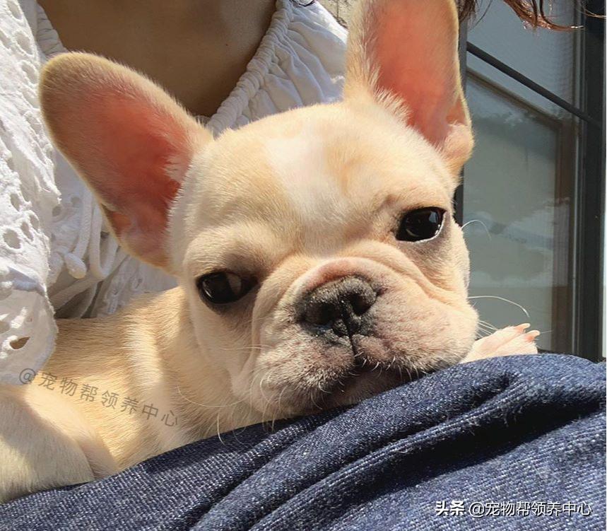 被遗弃的小法斗,法斗被遗弃