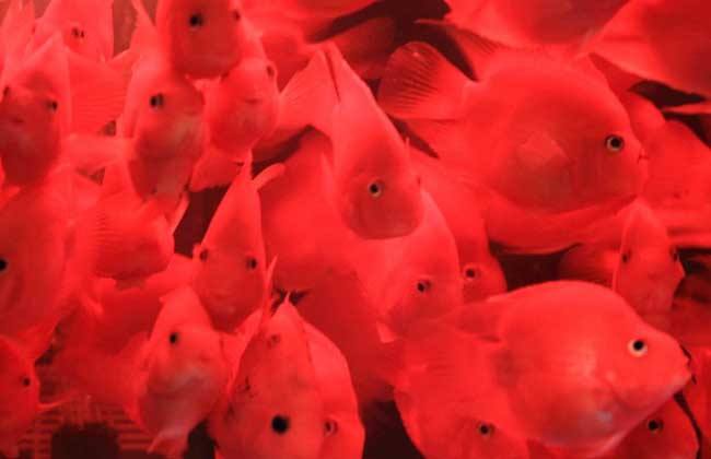 鹦鹉鱼有黑斑怎么回事,鹦鹉鱼出现黑斑怎么回事