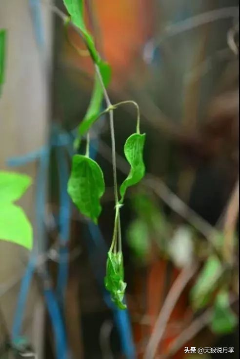 天气回暖虫害,天气渐暖虫害预防