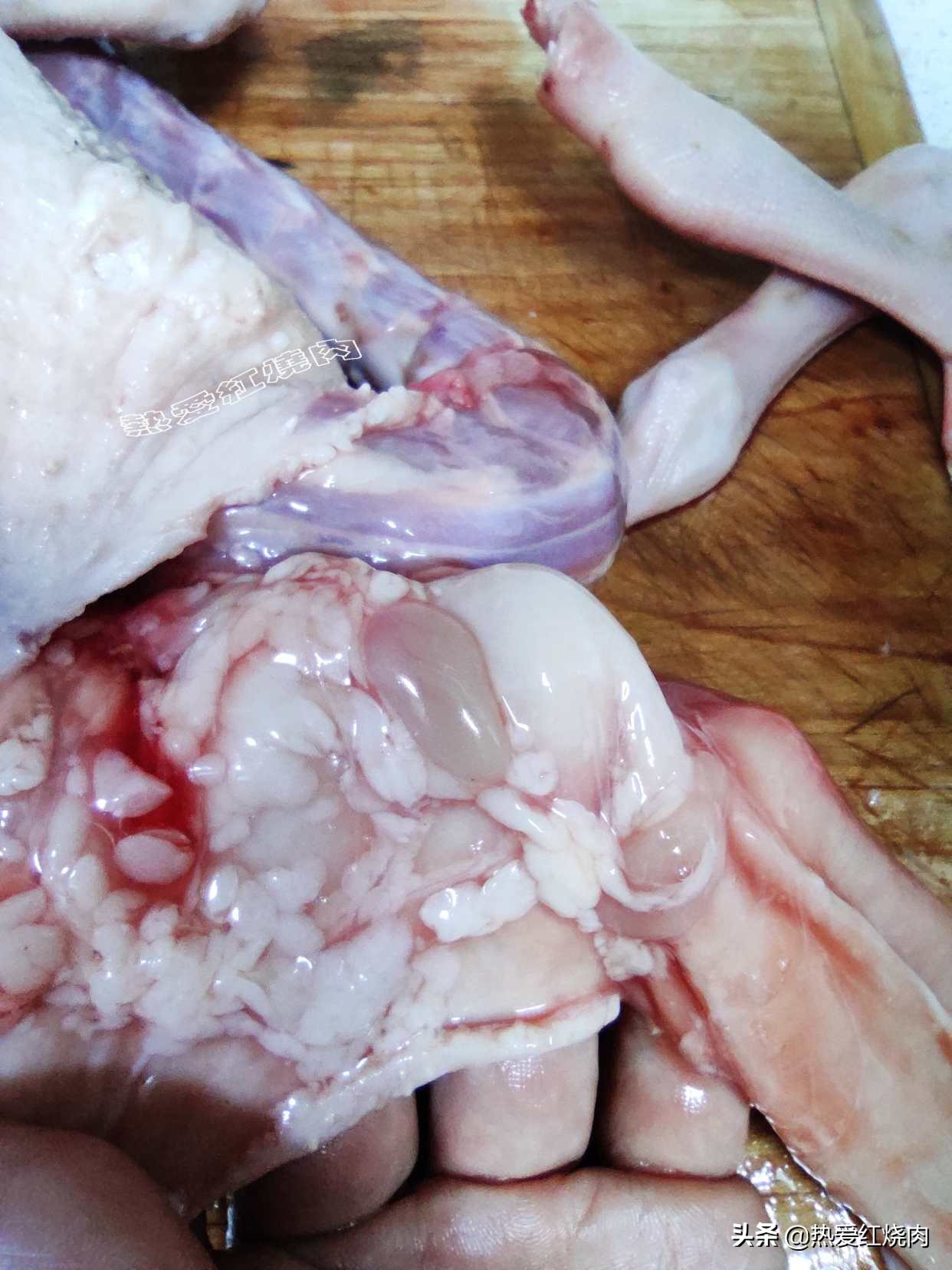 家禽爱吃的菜,什么鹅最好吃又好养