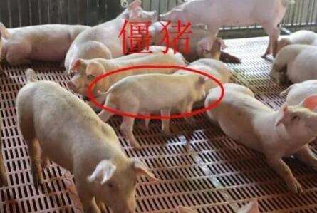 防僵猪最好的方法,僵猪应该打什么药