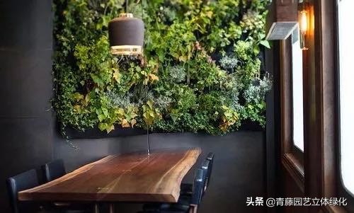 植物墙需要什么条件,长久存活的水培植物墙