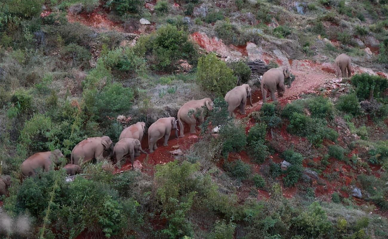 好罕见！野生乌龟捕食雏鸟，一口咬死为什么草食动物开始吃肉了？
