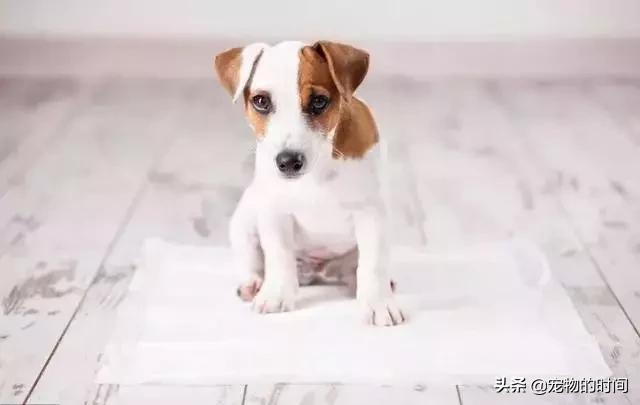 怎样训练狗狗不在家乱拉乱尿,狗狗最近在家乱尿是怎么回事
