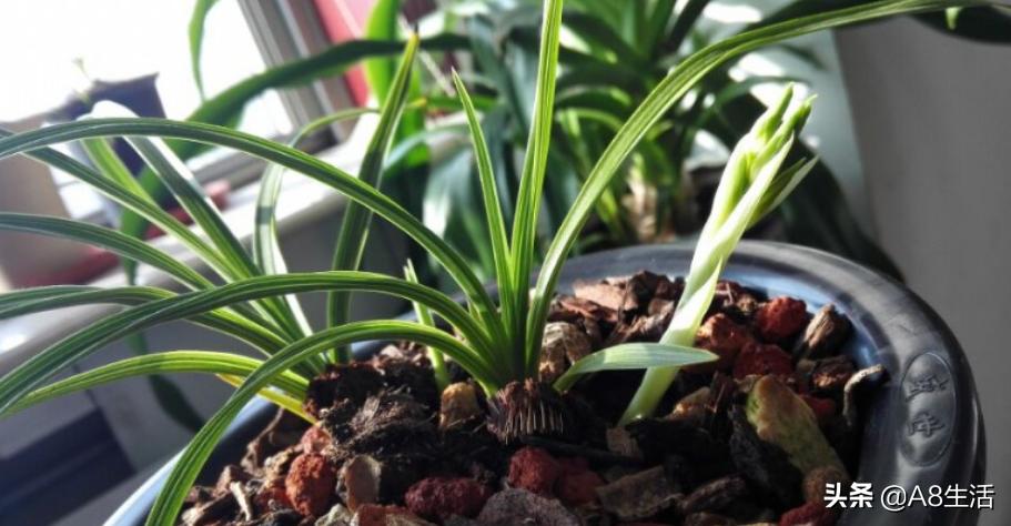 蕙兰兰花品种排名,蕙兰花精品品种