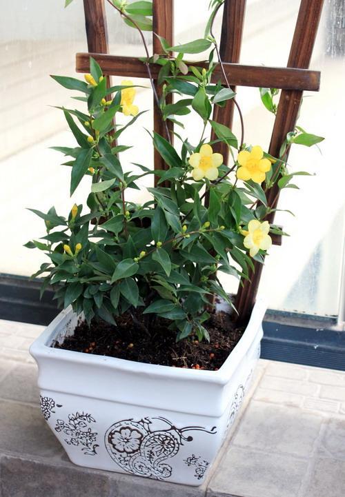 毒性极强的花,网红花的危害