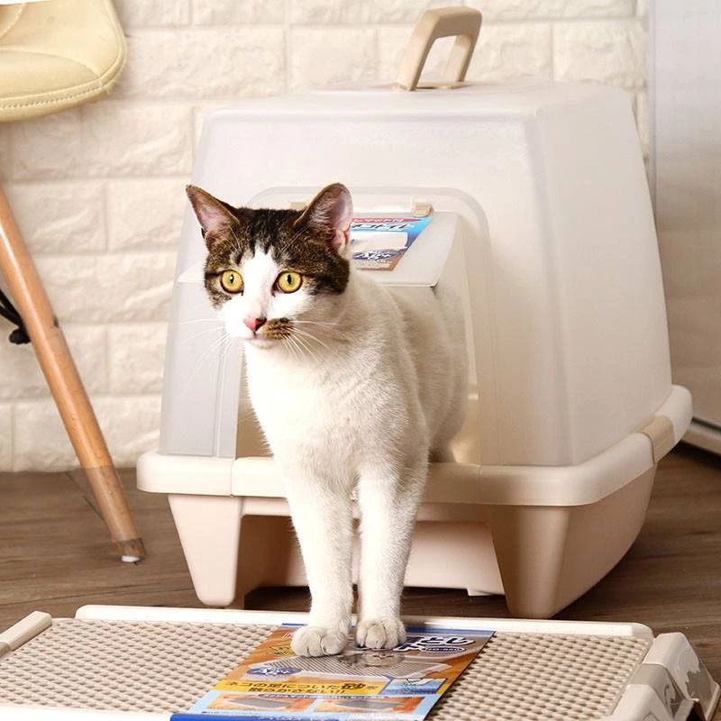 猫咪吃猫饭便便不臭,你家猫拉屎有多臭