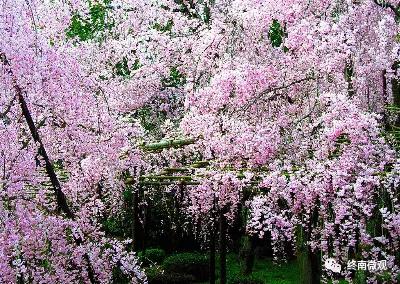 日本国花是什么花啊,全世界各国的国花是什么花