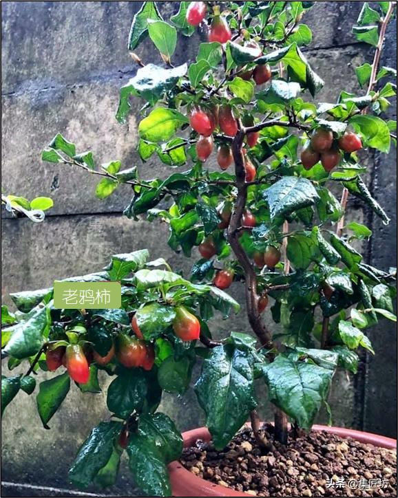 修剪不复杂学会修剪手法,修剪方法种类