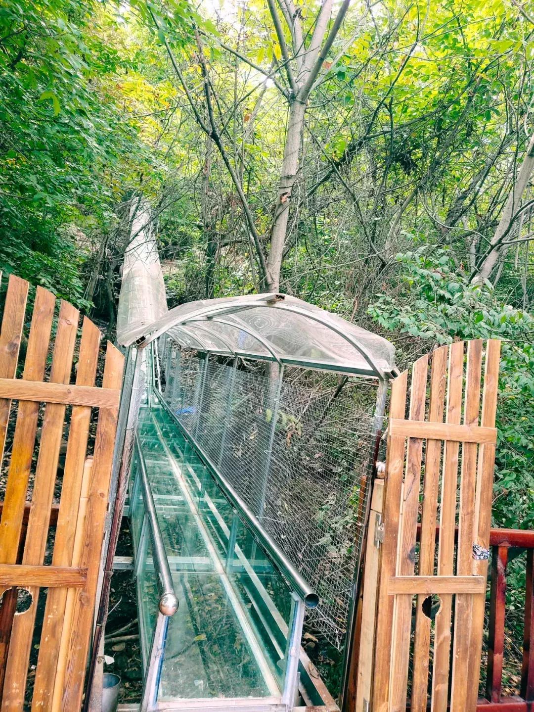 秋天来本溪赏枫叶,醉美枫叶季