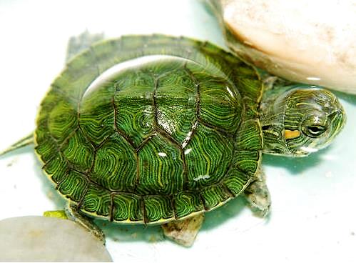 新手养龟如何让龟吃龟粮,新手养龟给乌龟泡什么药