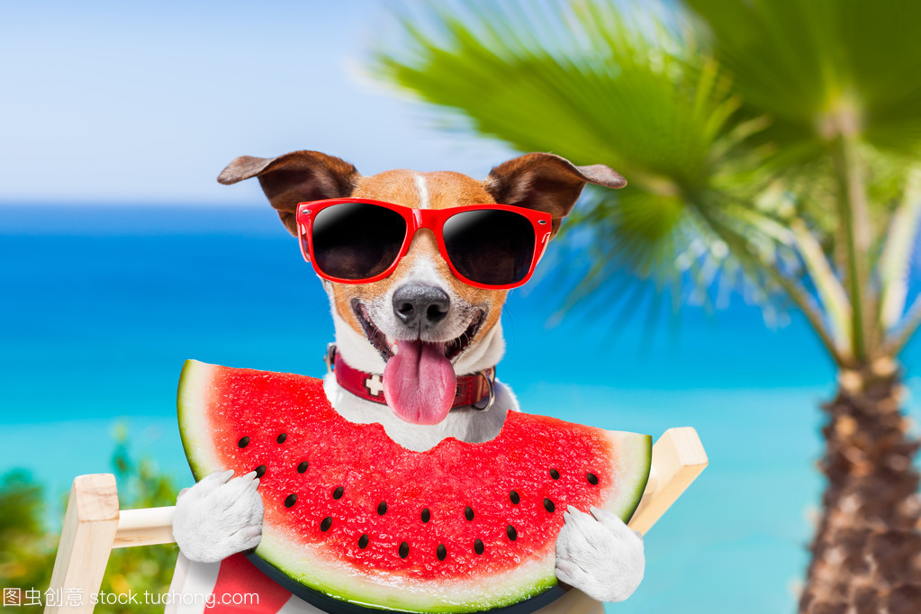 狗狗中暑后体温下降怎么回事,气温多高狗狗中暑怎样抢救