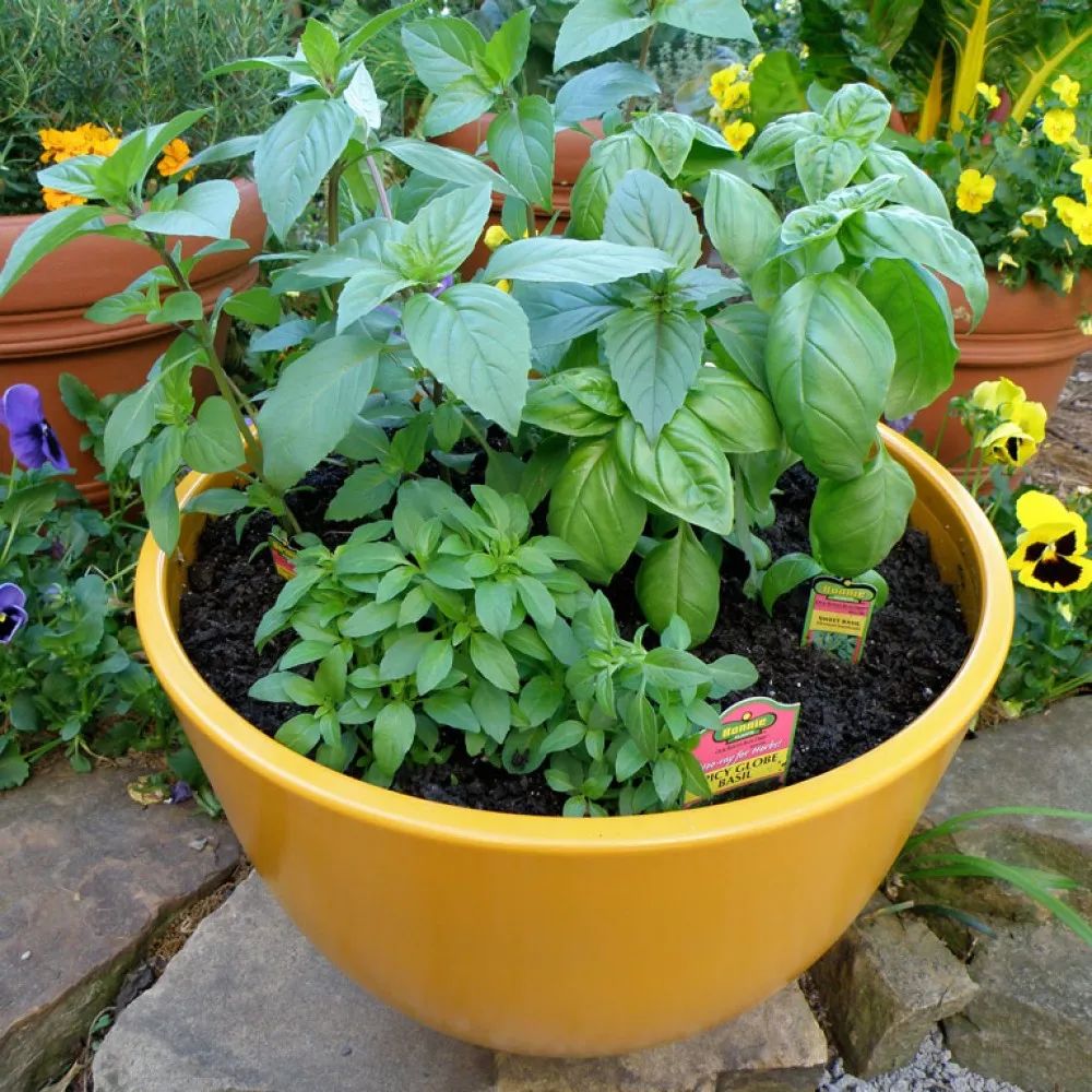 罗勒哪个品种用来做菜,罗勒调味品配方