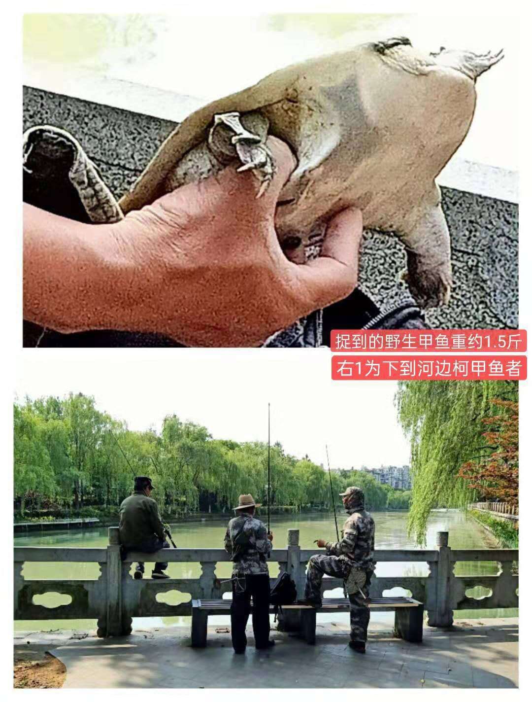 紫金港绿道钓鱼,紫金港河钓鱼