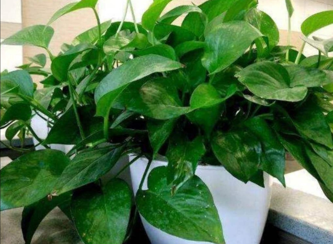 养绿萝，不能只浇水，做好3个方面，才能长势茂盛