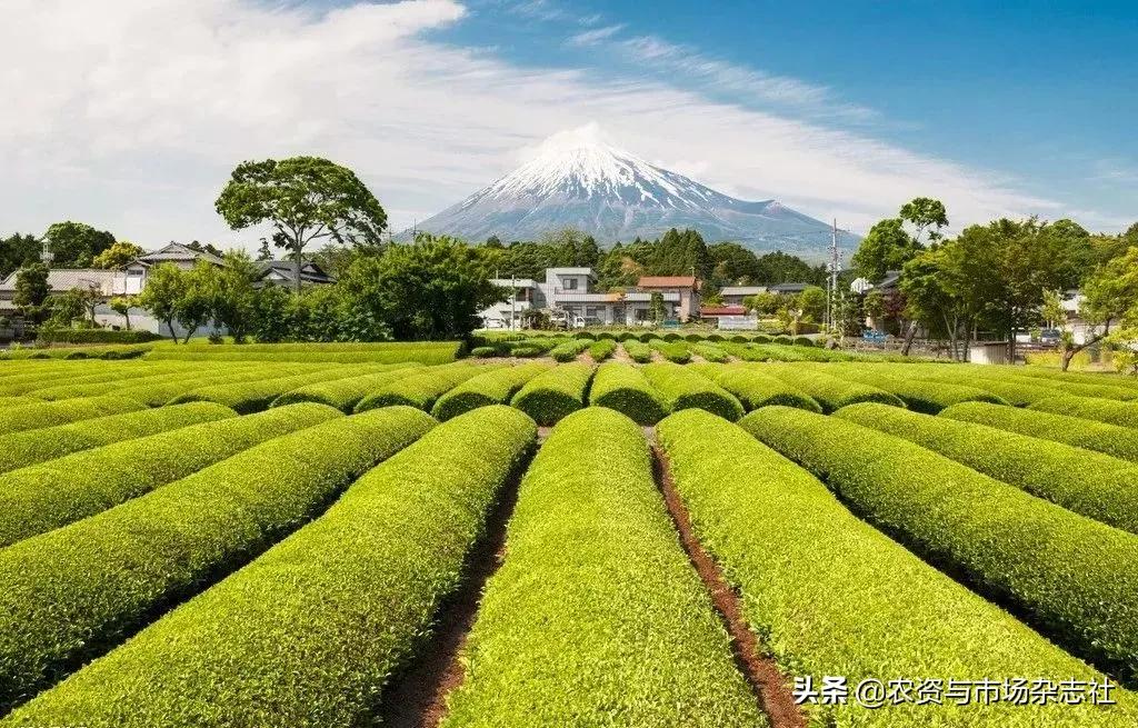 日本农业成功的主要经验,中国和日本农业差距50年