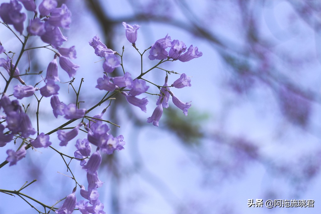 蓝花楹花语及图片大全,蓝花楹的花语还是很让人着迷