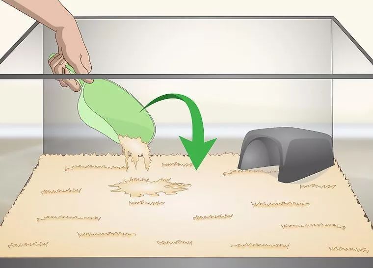 合法饲养宠物蛇,宠物蛇饲养视频