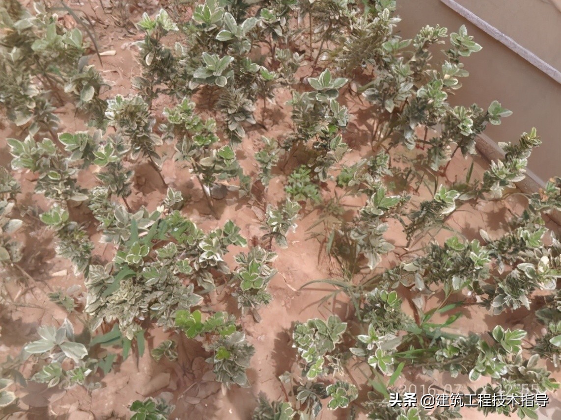 景观绿化提升项目施工技术方案,绿化种植施工方案范本