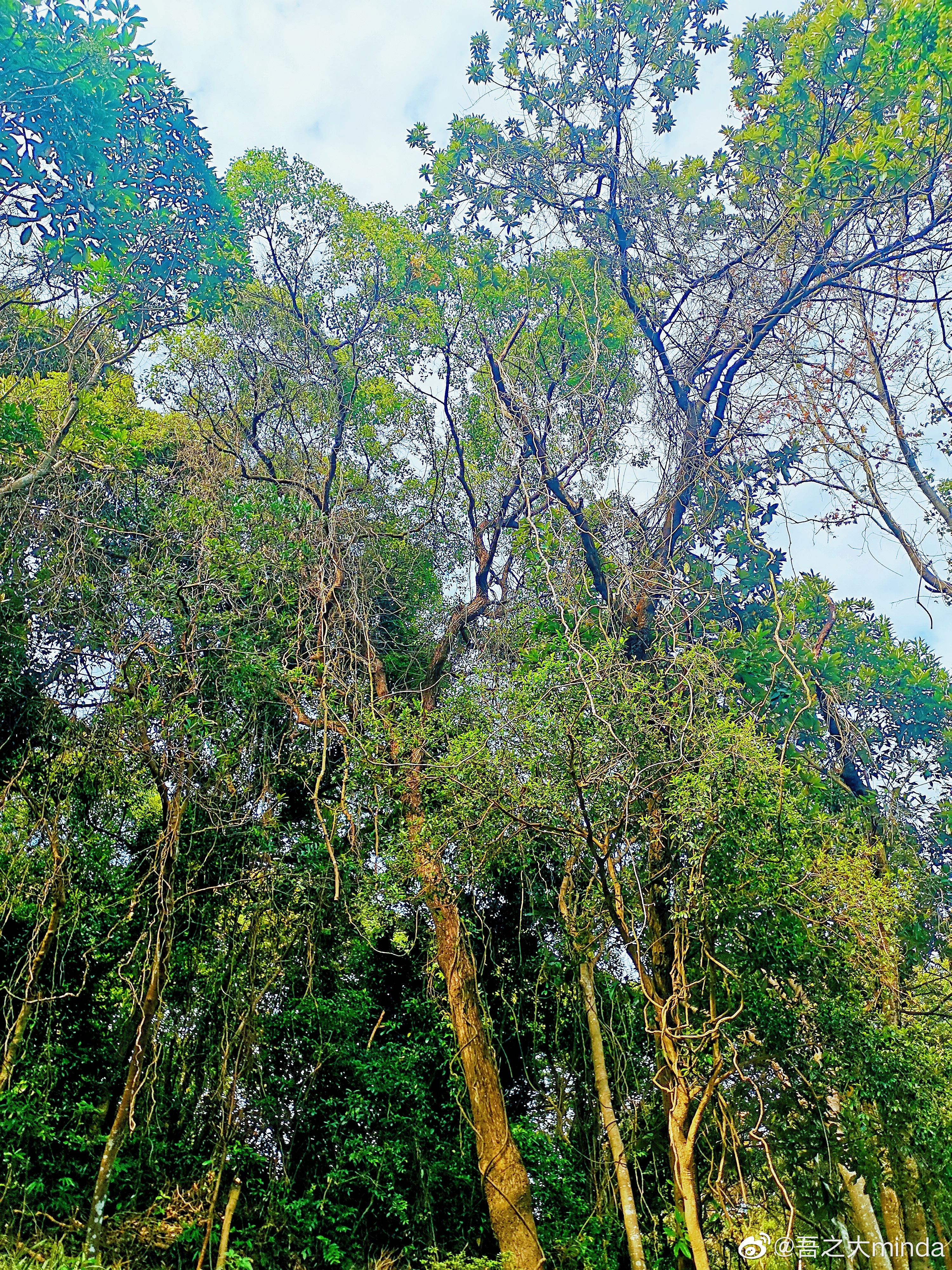梧桐山下幽径,梧桐山下清风明月
