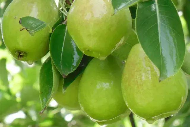 用酵素做肥料有用吗,用酵素养的蔬菜很好吃