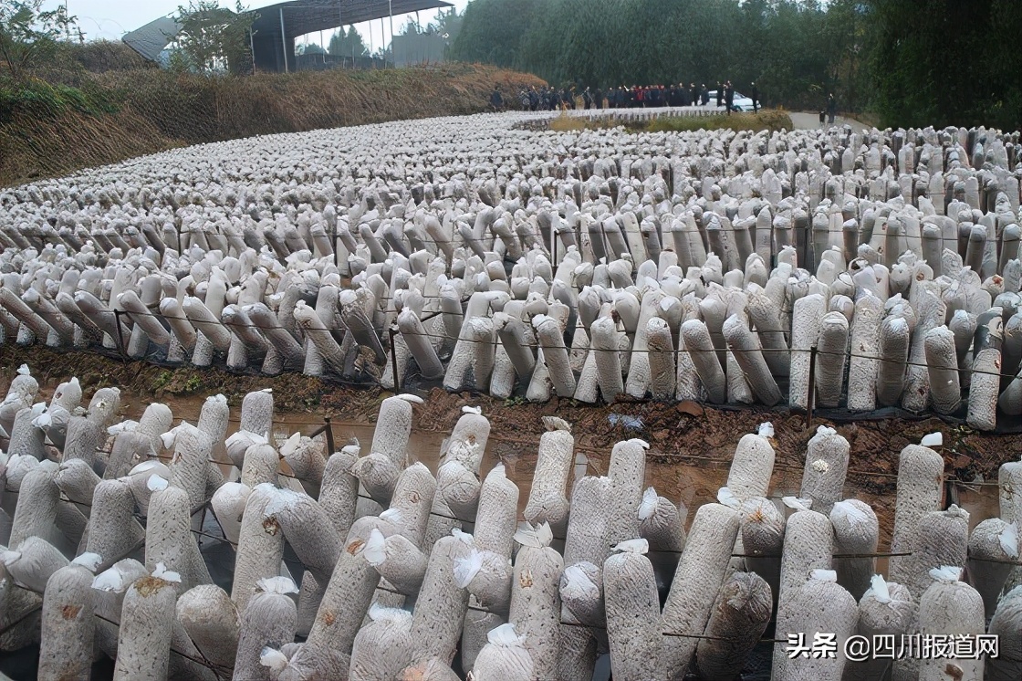 三变改革促进农村新型合作化,巴中市巴州区水宁寺镇发展总规划