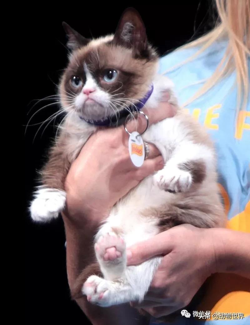 世界各国国宝级动物,世界各地的名贵动物