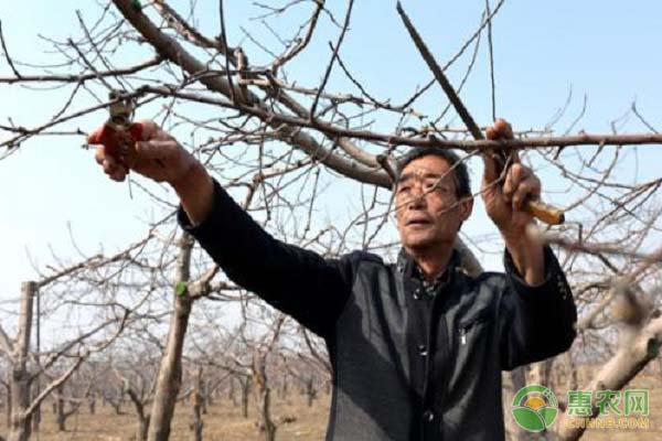 苹果的修剪技术与管理,苹果果树修剪口诀