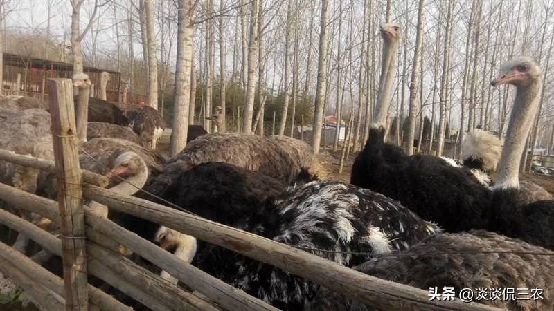 市场十几块一盒的鸡蛋,市场上几十块钱一只的是什么鸡