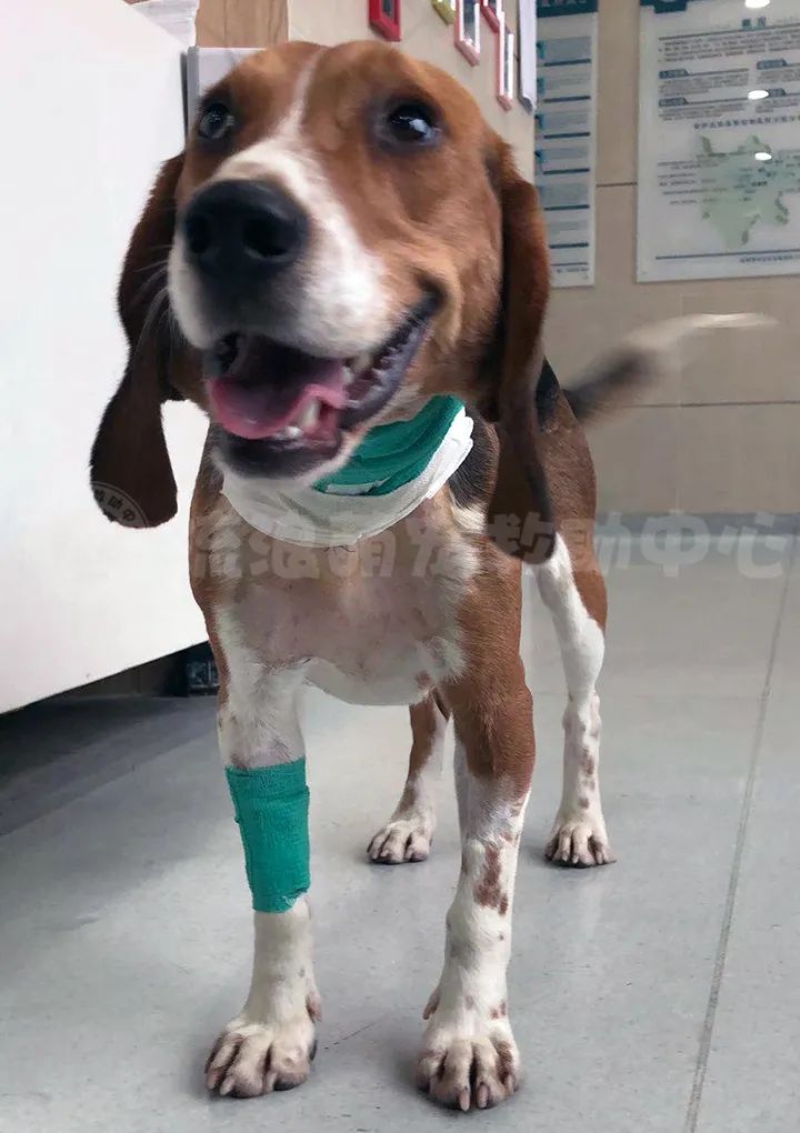 比格犬受害者拆家,比格犬丢失新主人要善待它