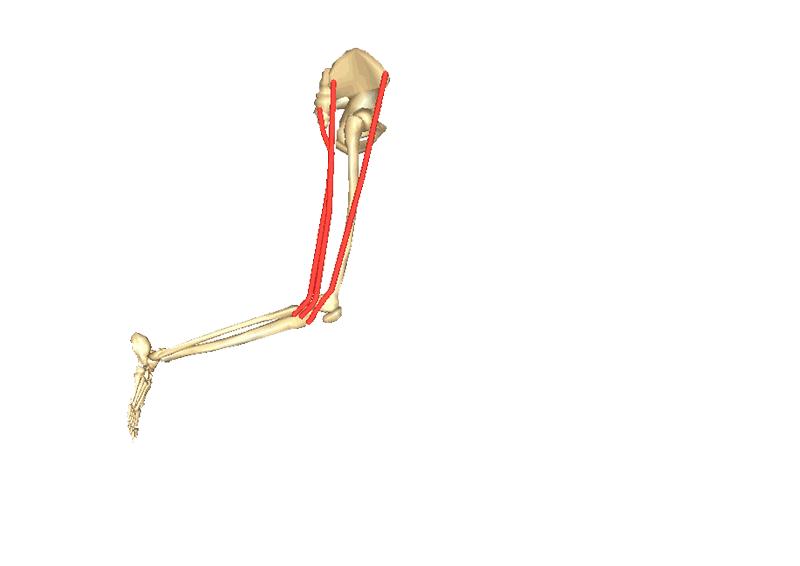 骑自行车膝盖有摩擦的感觉,骑自行车膝盖内侧疼是怎么回事