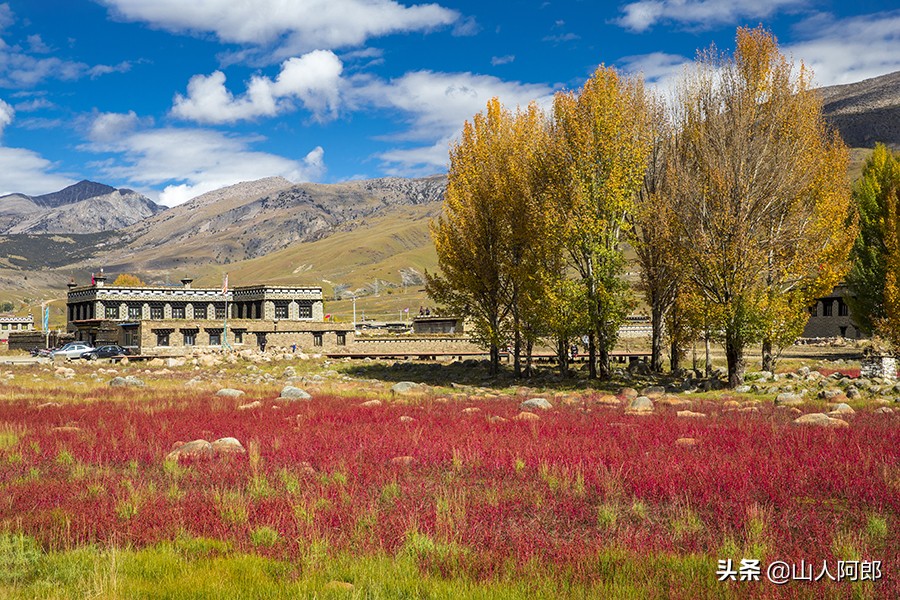 宸濊タ楂樺師澶ц崏鍘熺殑璺笂鐓х墖,闈掕棌楂樺師涓婄殑鑽夊師闆北椋庢櫙