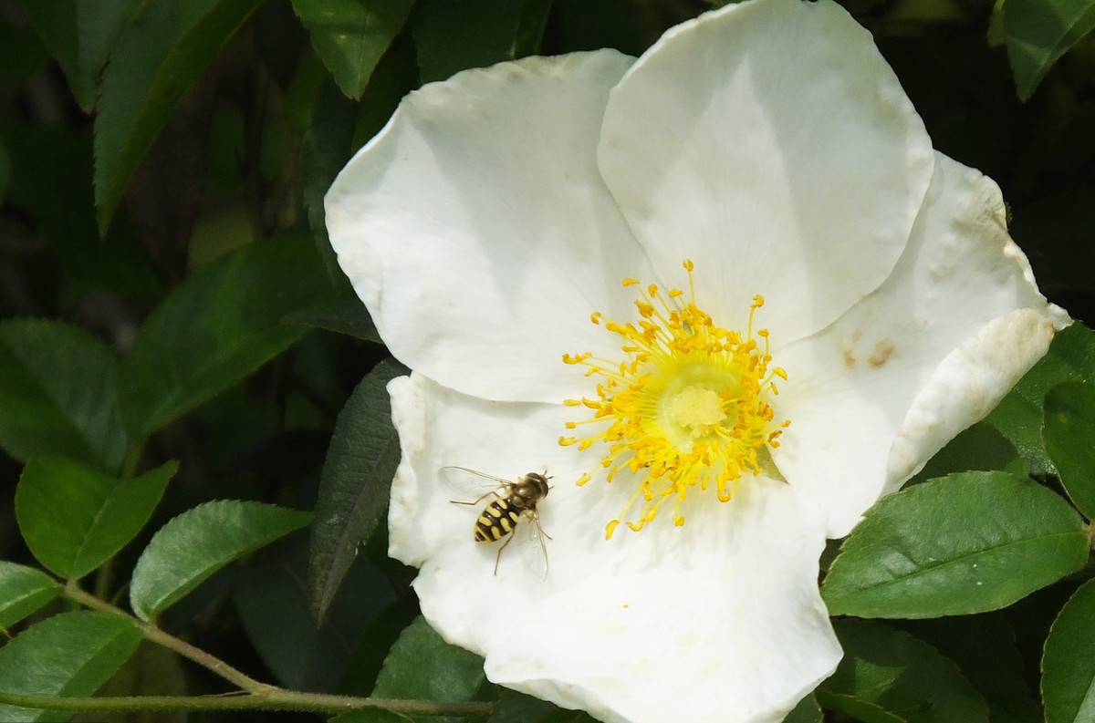 种植的金樱子和野生的功效一样吗,金樱子有人工种吗