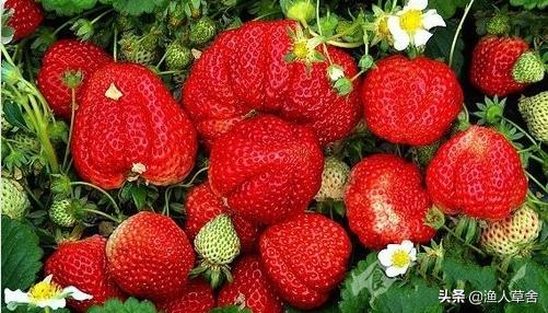 大连特色农产品有哪些,辽宁省农产品地理标志产品都有啥