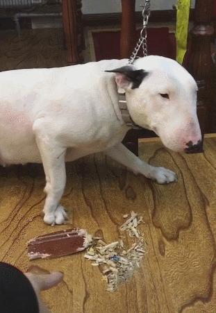 狗狗腿瘸了怎么能让它快速好起来,狗狗摔了一下没断腿瘸了多久自愈