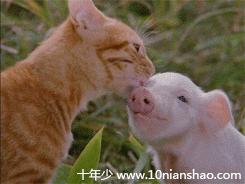 被猫咪舔了是爱的表现吗,被猫咪舔脸什么感觉