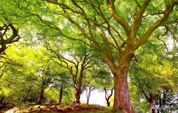 农村常见当柴烧的树,农村有几种树不能当柴烧